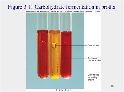 carbohydrate fermentation broth|1.22: Fermentation .
